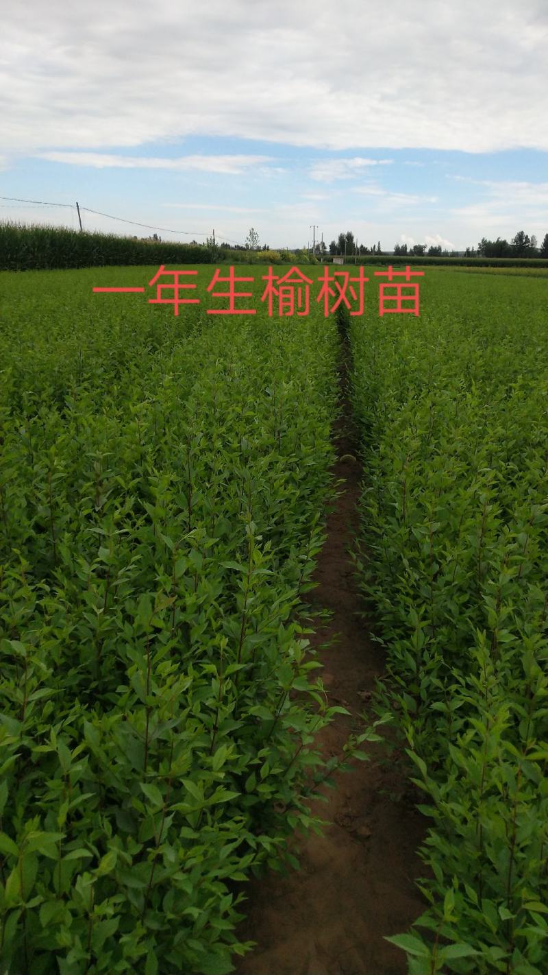 一年生文冠果苗，山杏苗，沙棘苗，白柠条苗，榆树苗，沙枣苗