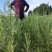 一年生文冠果苗，山杏苗，沙棘苗，白柠条苗，榆树苗，沙枣苗
