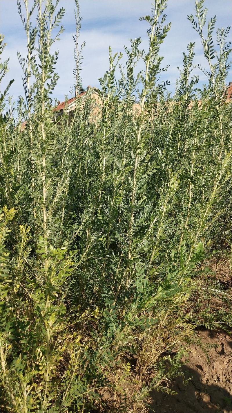 一年生文冠果苗，山杏苗，沙棘苗，白柠条苗，榆树苗，沙枣苗