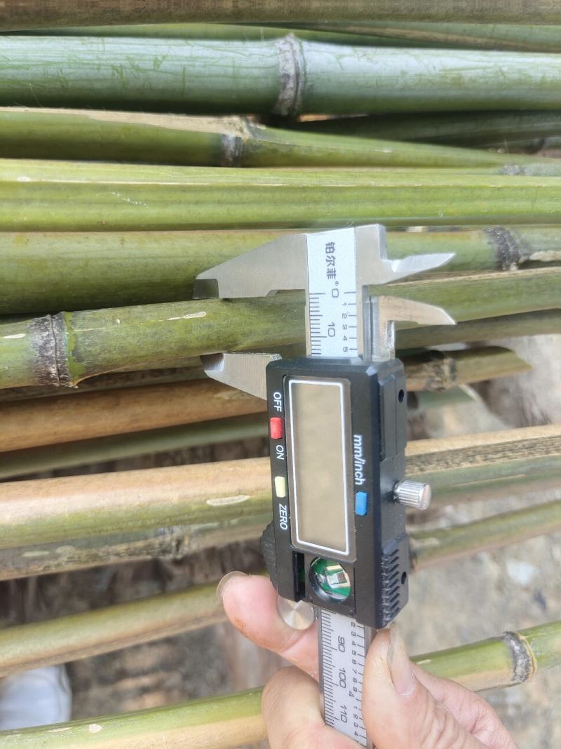 菜架竹，2-3米，尾口1-2公分，金竹，苦竹