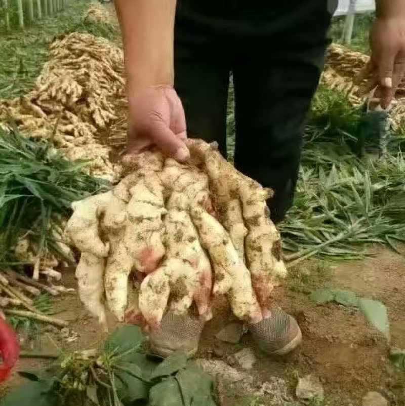 山东鲜姜大量上市产地代存代卖市场批发零售货源充足