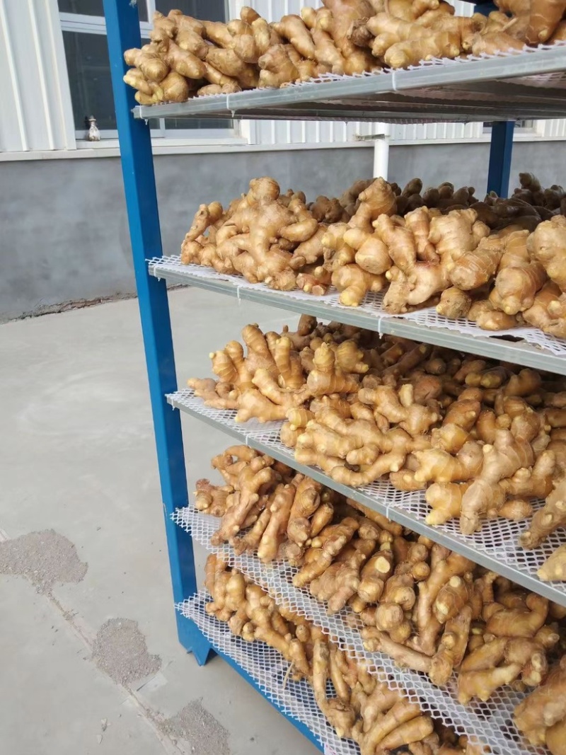 山东鲜姜大量上市产地代存代卖市场批发零售货源充足