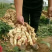 山东鲜姜大量上市产地代存代卖市场批发零售货源充足