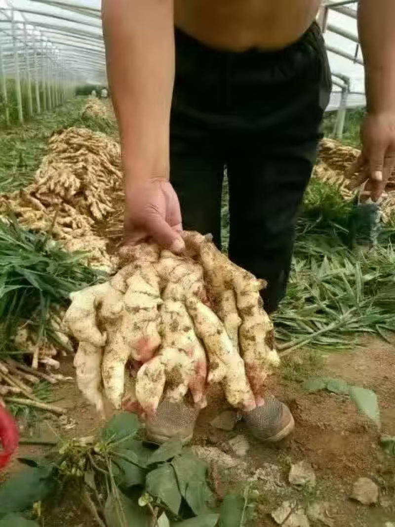 山东鲜姜大量上市产地代存代卖市场批发零售货源充足