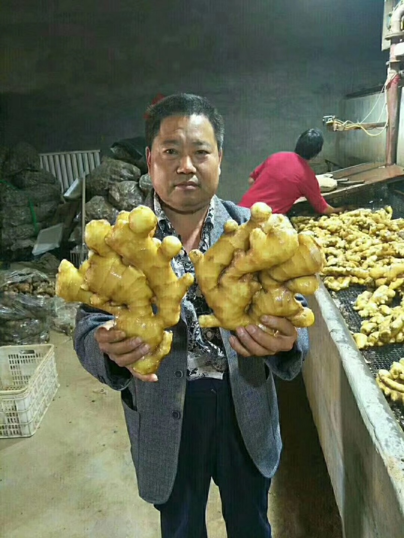 山东鲜姜大量上市产地代存代卖市场批发零售货源充足