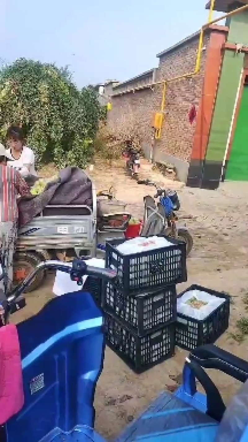 鸭梨精品上市货源充足，味道鲜甜，欢迎各位老板订购