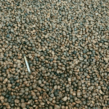 茶籽大别山区高山小籽，中小籽