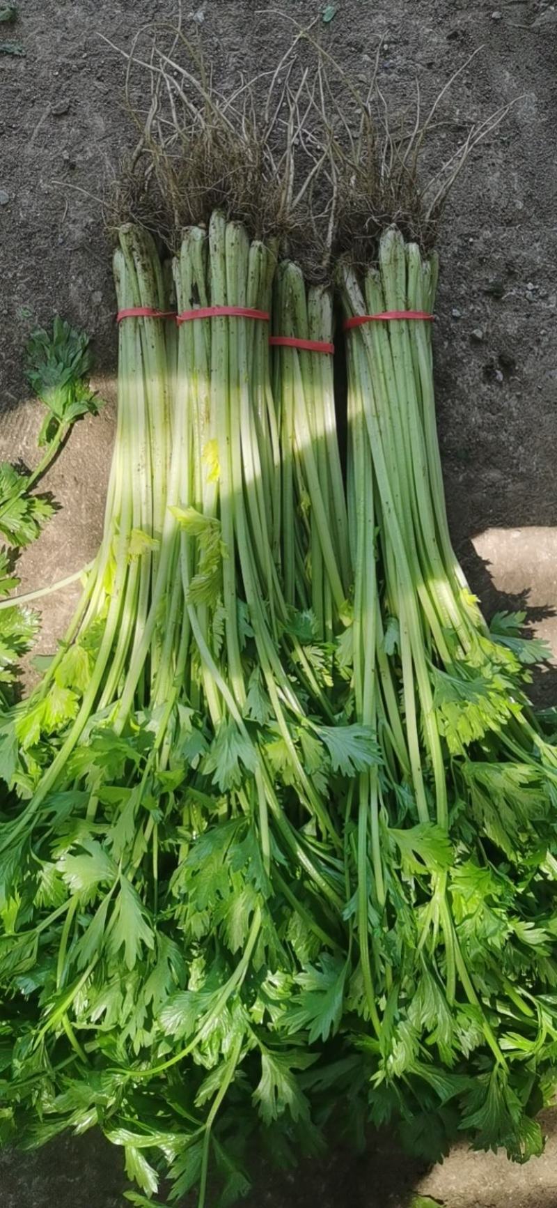 代收香芹大量有货