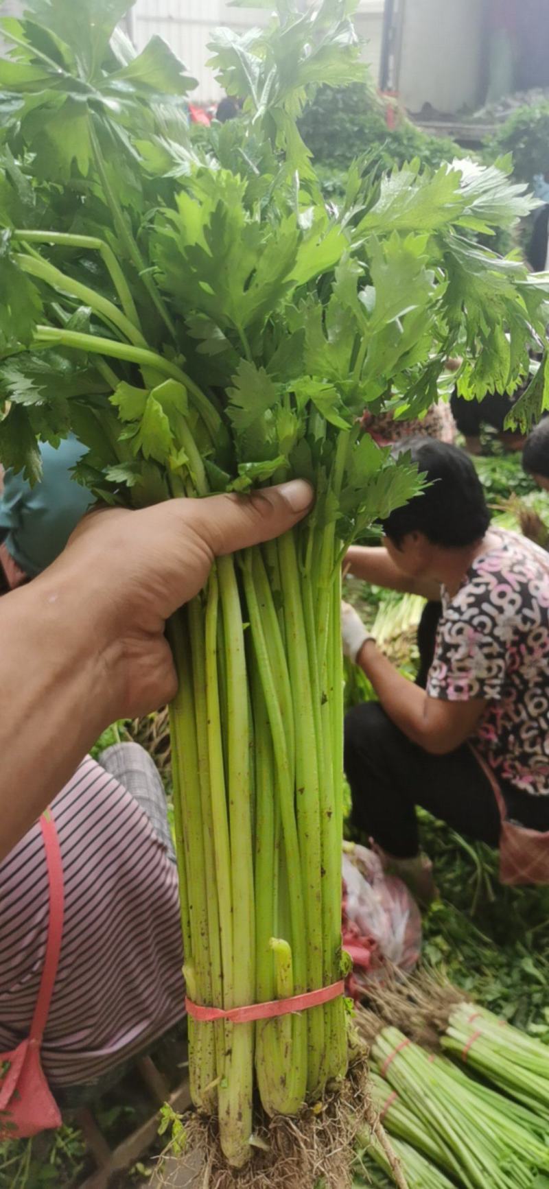 代收香芹大量有货