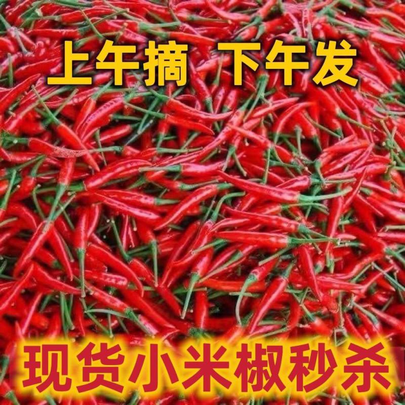 小米椒
