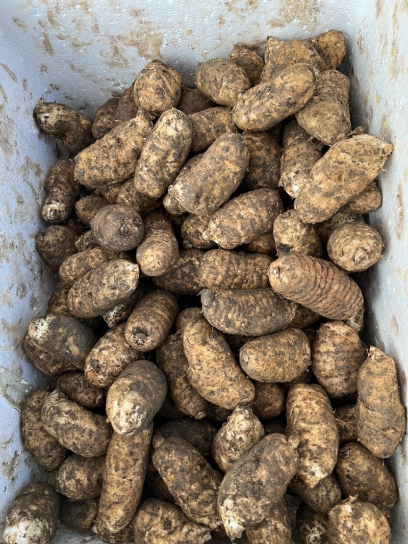 云南昭通小草坝新鲜天麻纯野生营养价值高保质保量