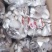 新鲜秀珍菇现采现发欢迎广大客商订购