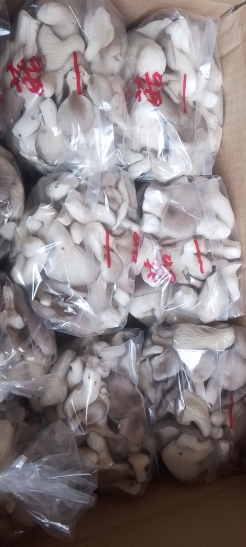 新鲜秀珍菇现采现发欢迎广大客商订购