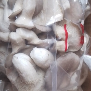 新鲜秀珍菇现采现发欢迎广大客商订购