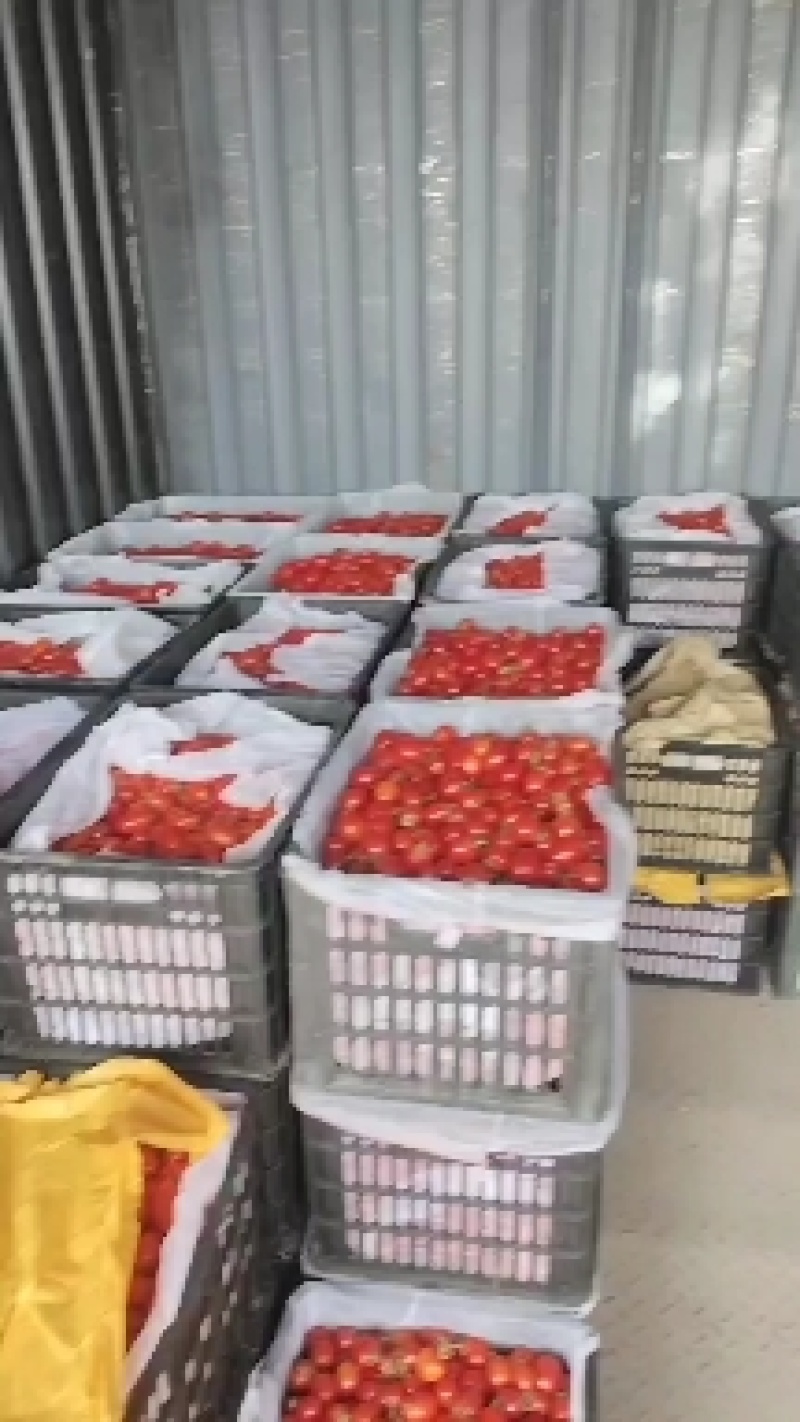 精品圣女果小柿子。大家好我是本产地代办代发，联系我