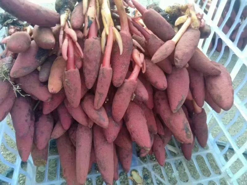 回春草云南普洱高山回春草，价格可议