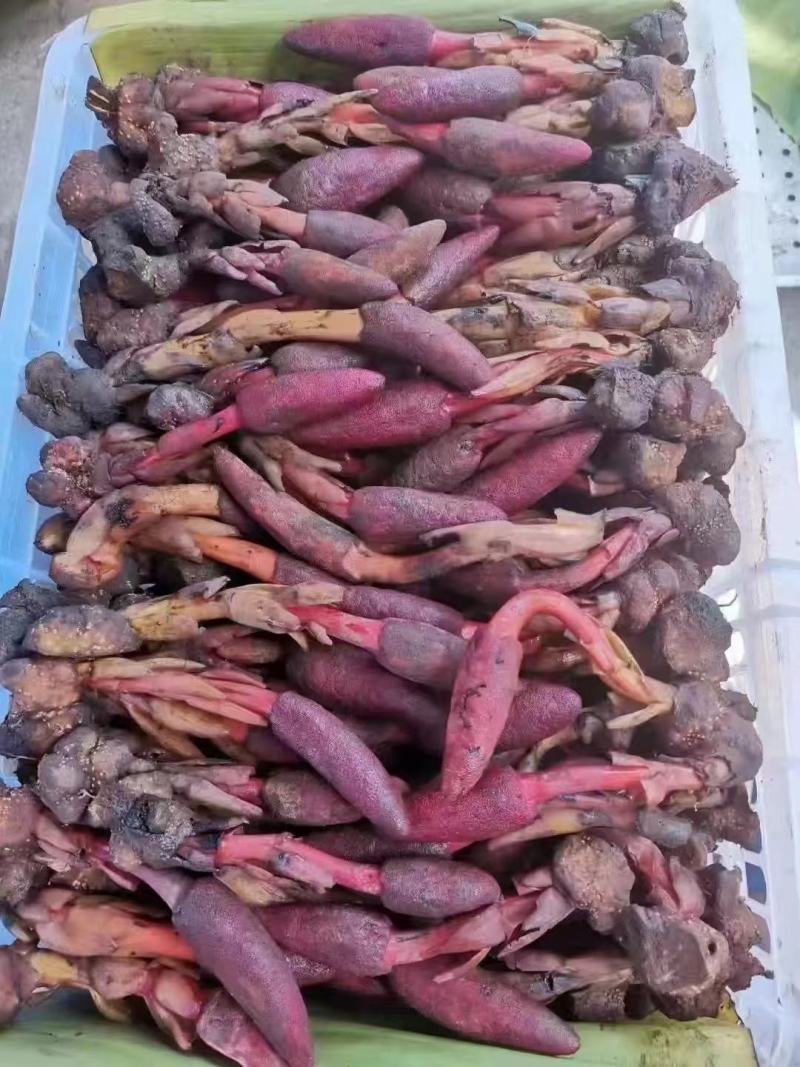 回春草云南普洱高山回春草，价格可议