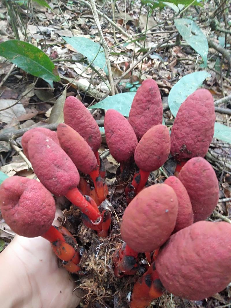 回春草云南普洱高山回春草，价格可议