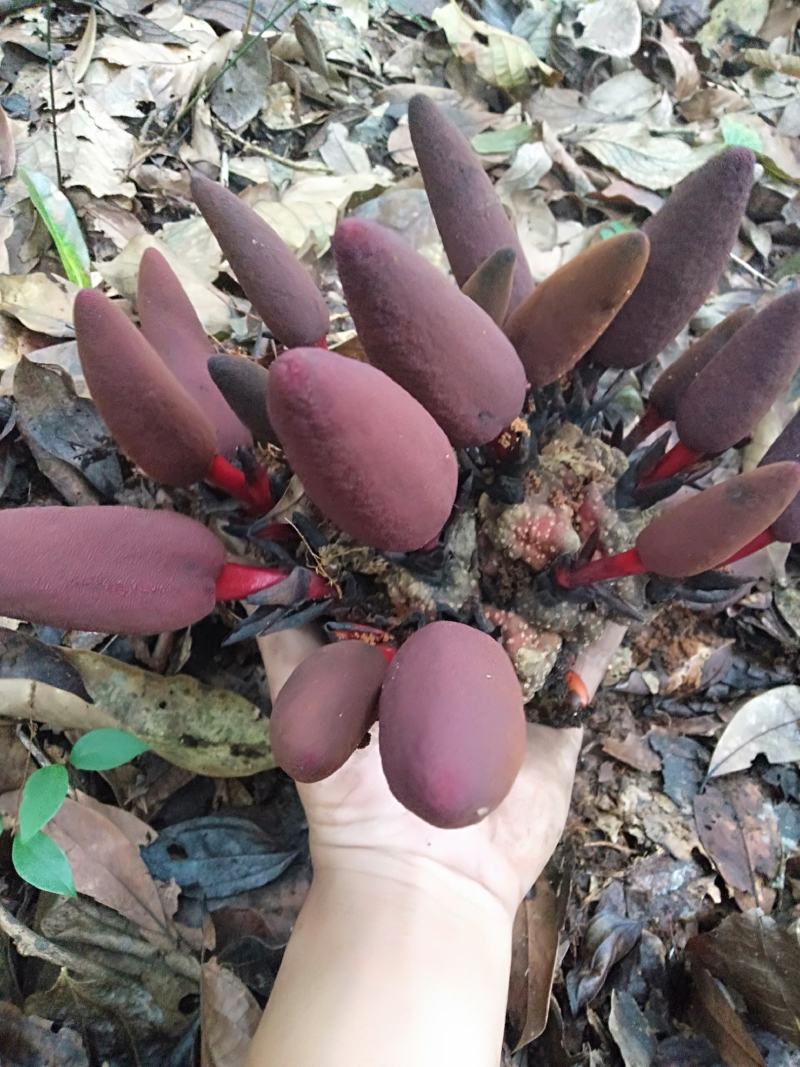 回春草云南普洱高山回春草，价格可议