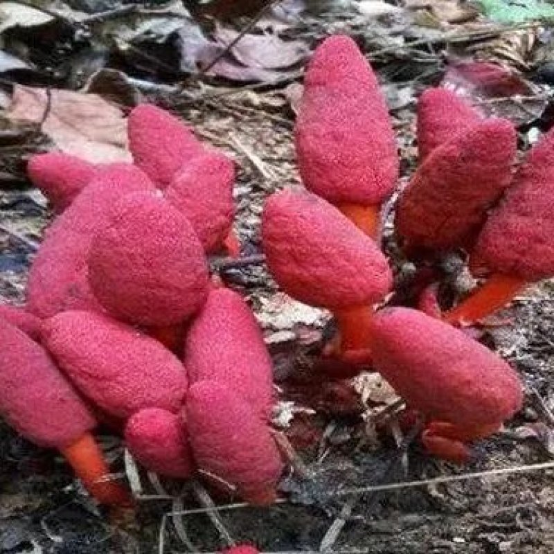 回春草云南普洱高山回春草，价格可议