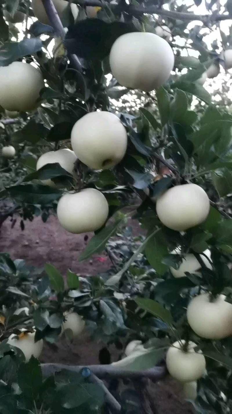 红富士苹果
