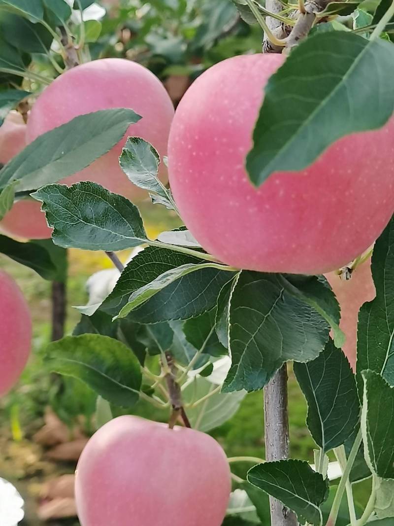 红富士苹果