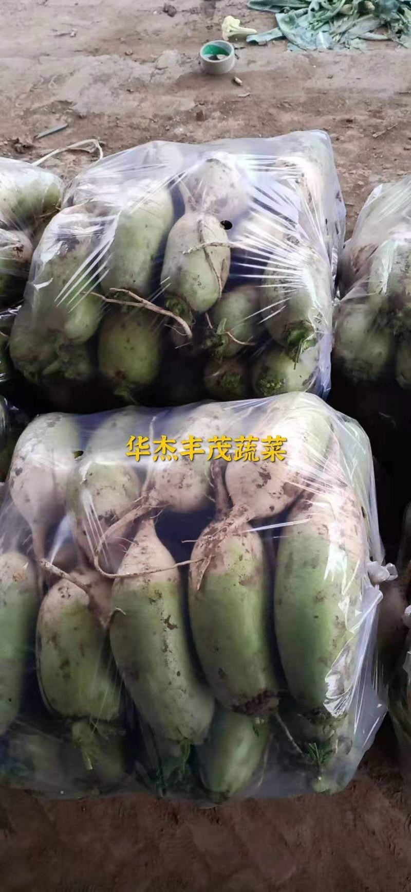 青萝卜，皮绿无裂口，供应市场，电商，超市，产地批发