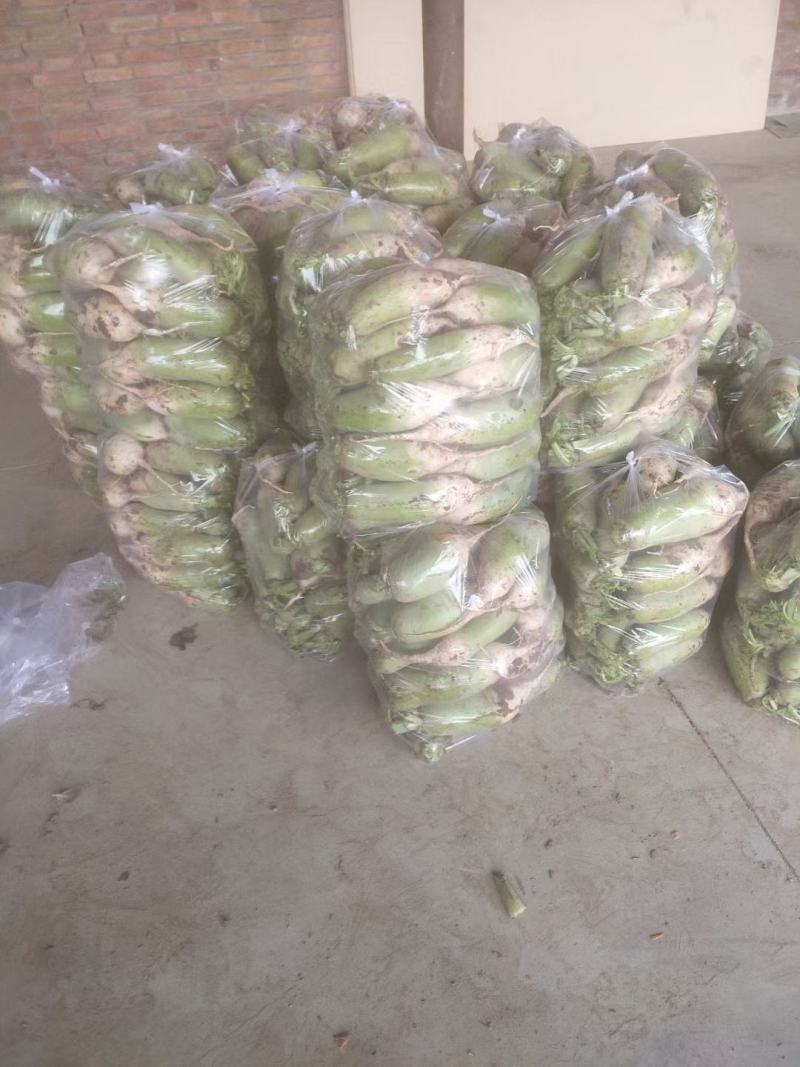 青萝卜，皮绿无裂口，供应市场，电商，超市，产地批发