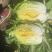 吉林白城黄心白菜大量上市4一5一6斤价格美丽量大从优