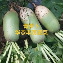 青萝卜，皮绿无裂口，供应市场，电商，超市，产地批发