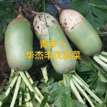 青萝卜，皮绿无裂口，供应市场，电商，超市，产地批发