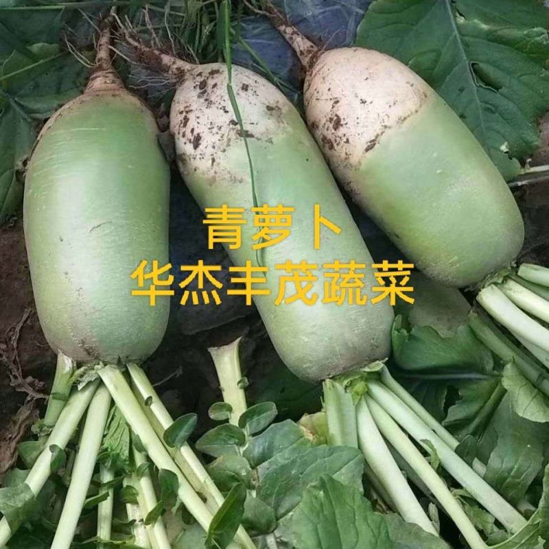 青萝卜，皮绿无裂口，供应市场，电商，超市，产地批发