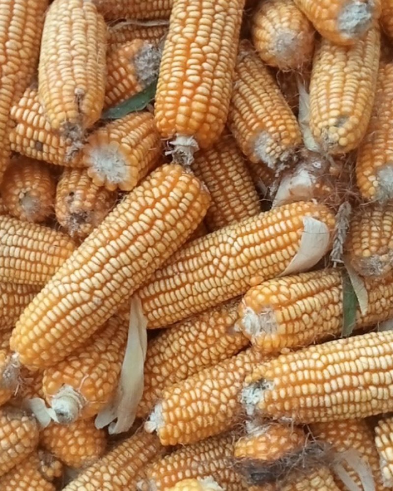 玉米心