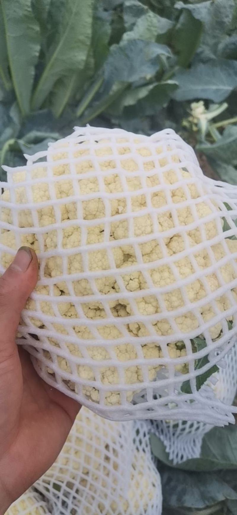 聊城有机花菜，大量上市，产地直发一手货源！欢迎实地考察