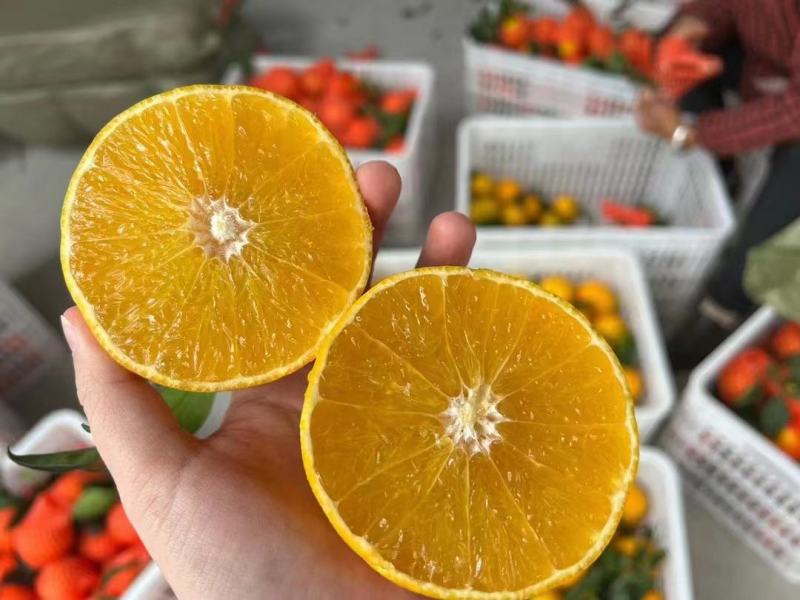 爱媛果冻橙.个大皮薄，入口即化，70以上大果。一手货源