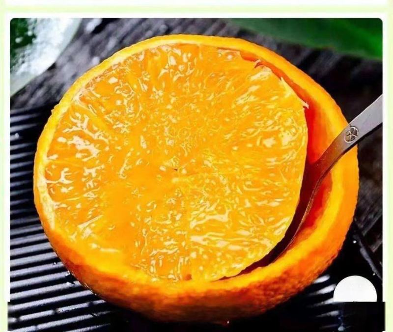 爱媛果冻橙.个大皮薄，入口即化，70以上大果。一手货源