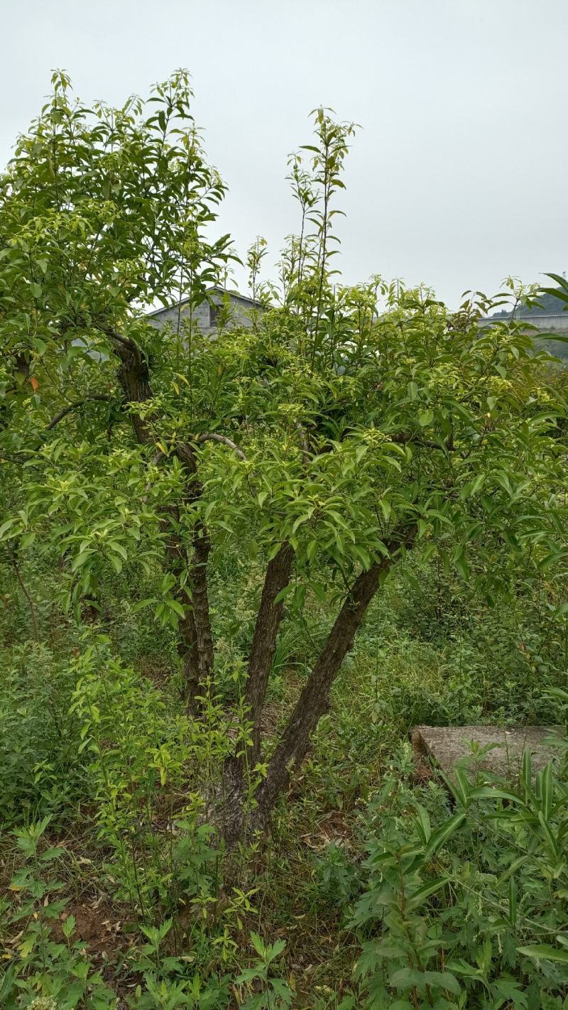 盆景，风景树
