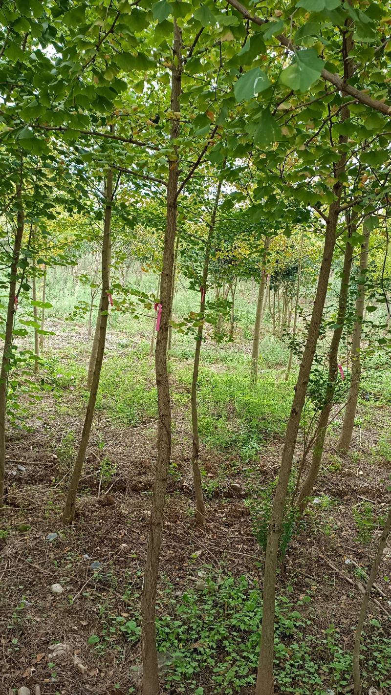 盆景，风景树