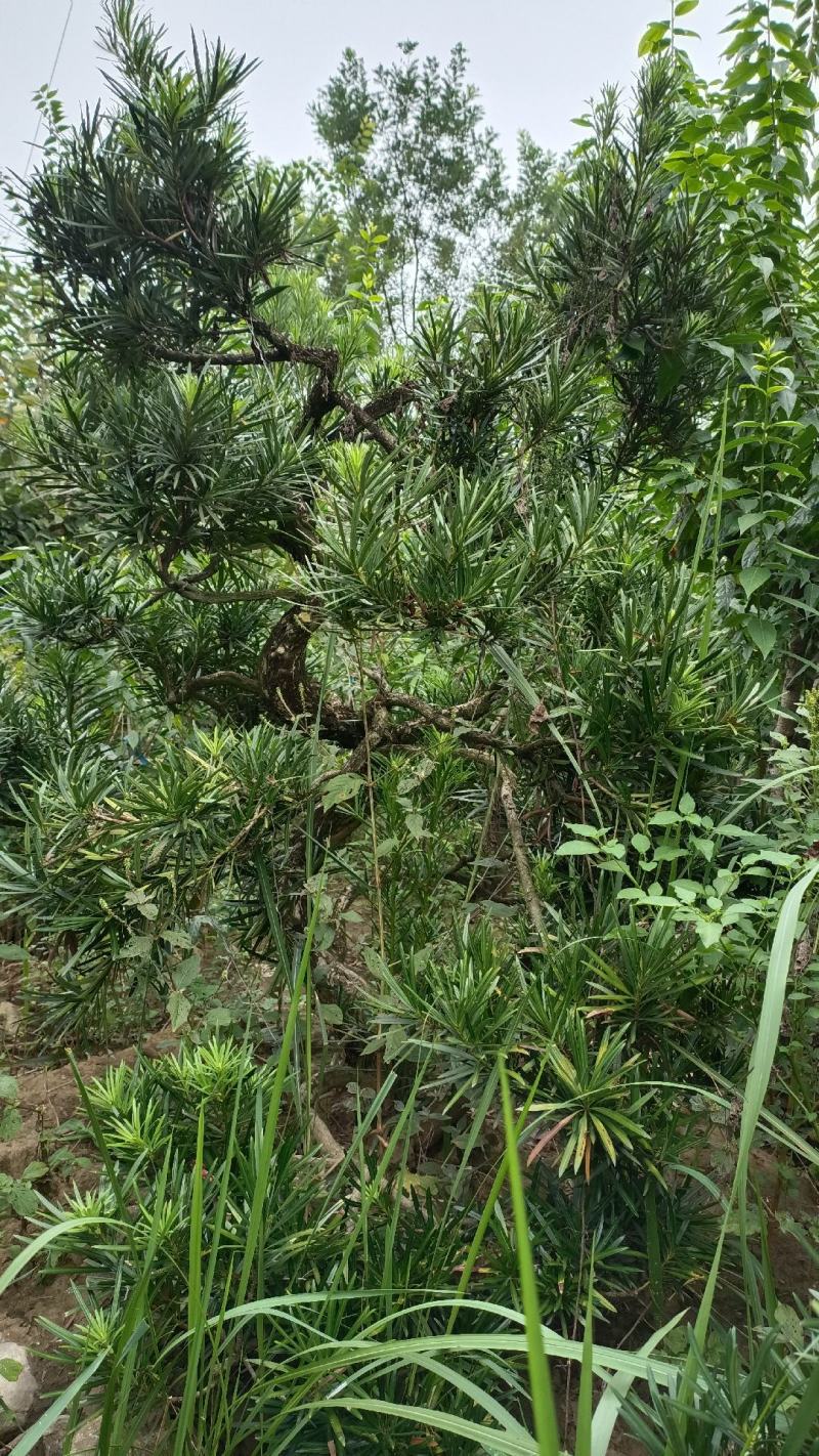 盆景，风景树