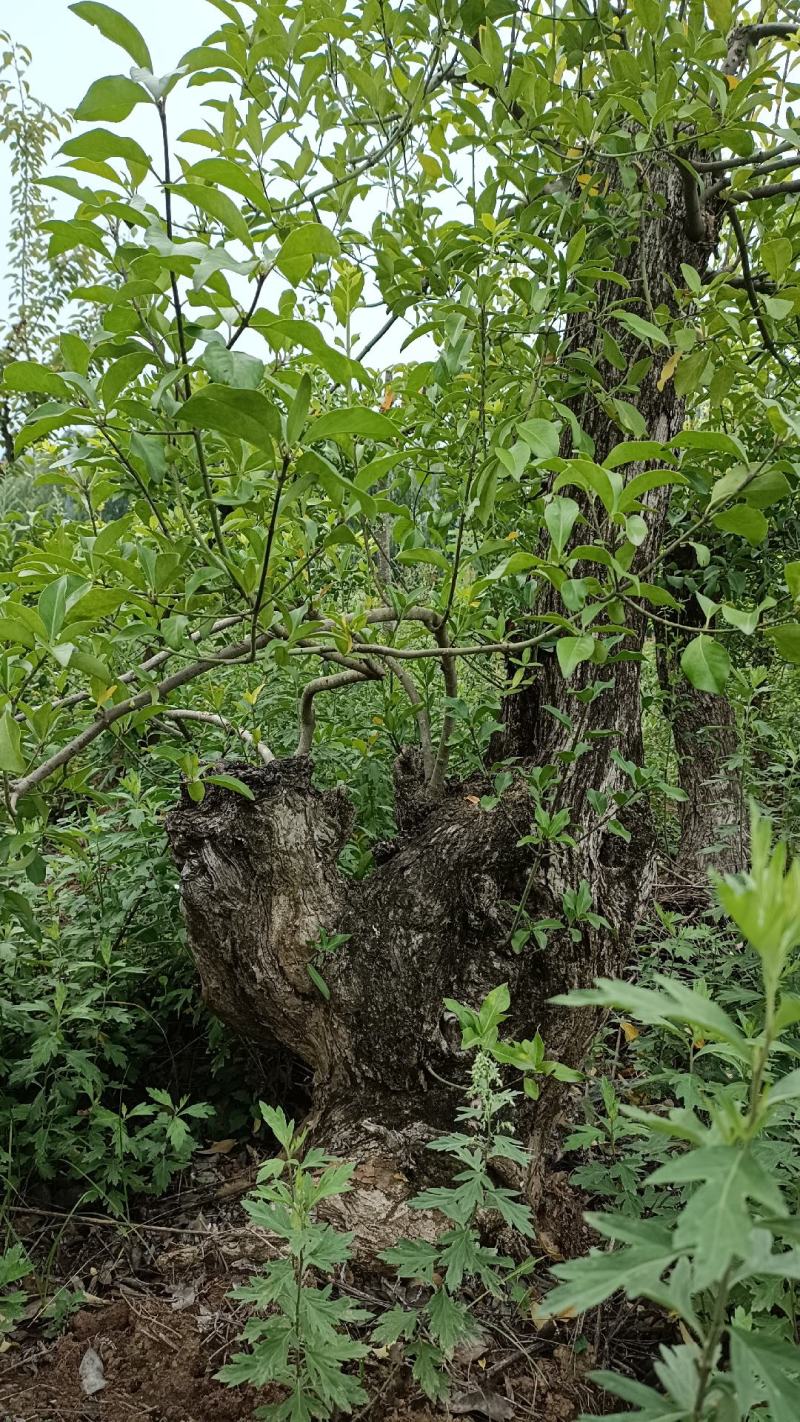 盆景，风景树