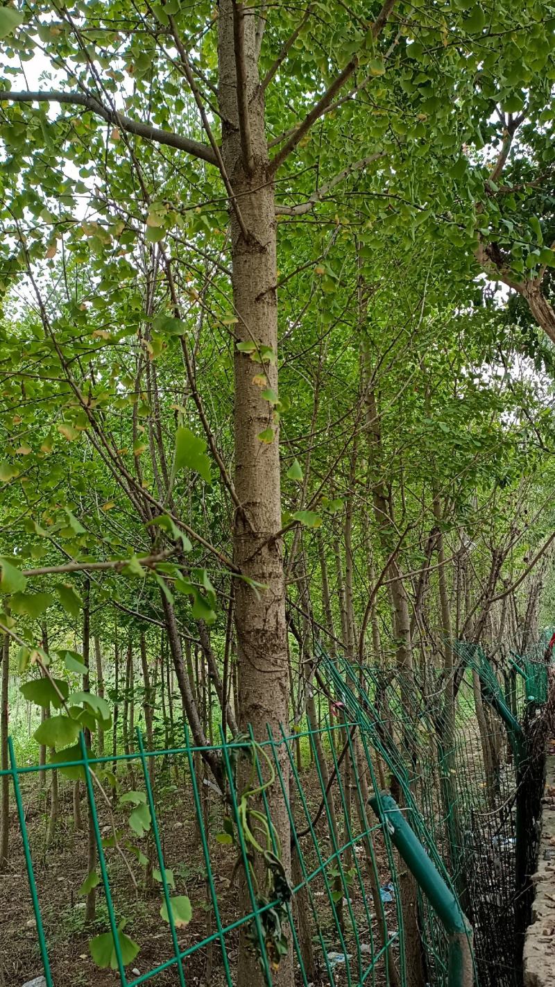 盆景，风景树