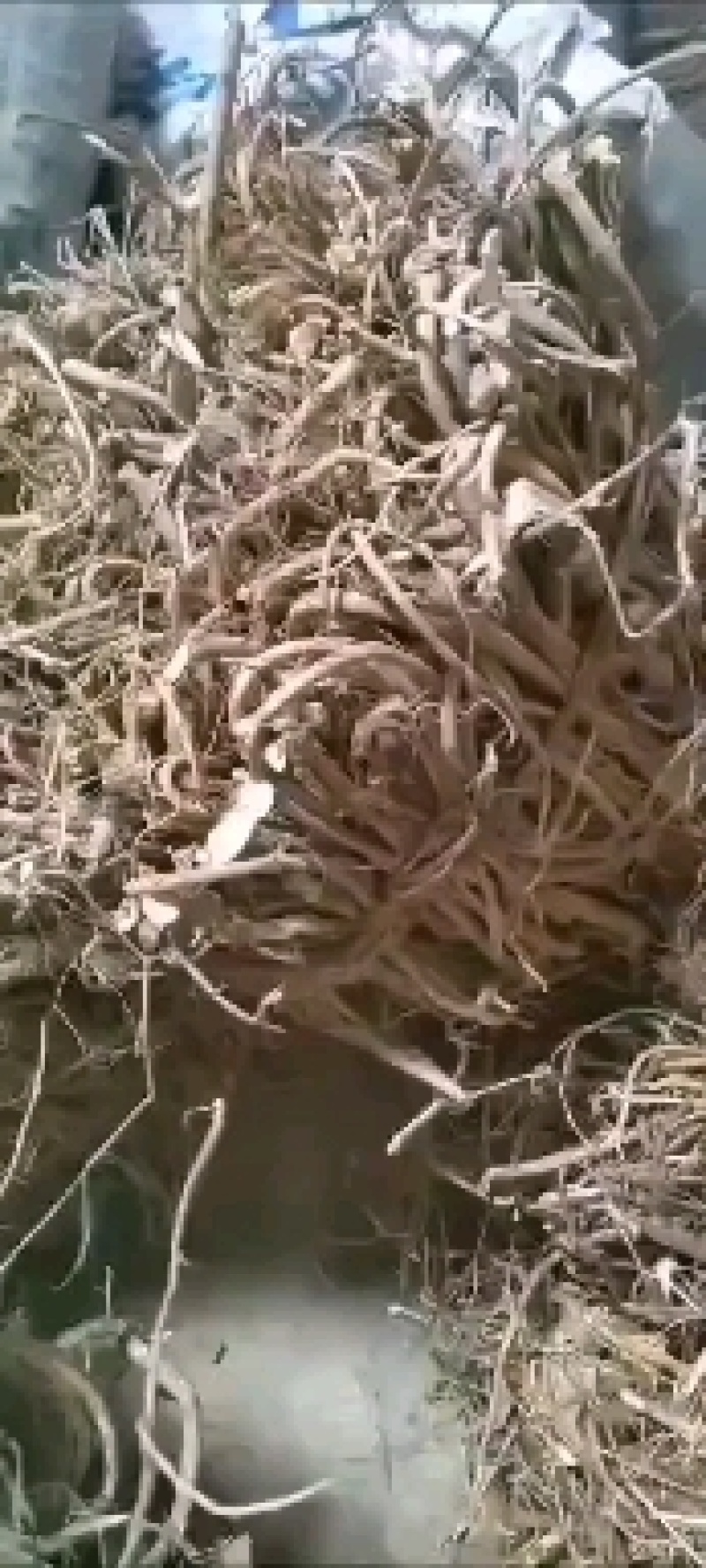 正宗野生小叶五指毛桃，可长期供应干货鲜货