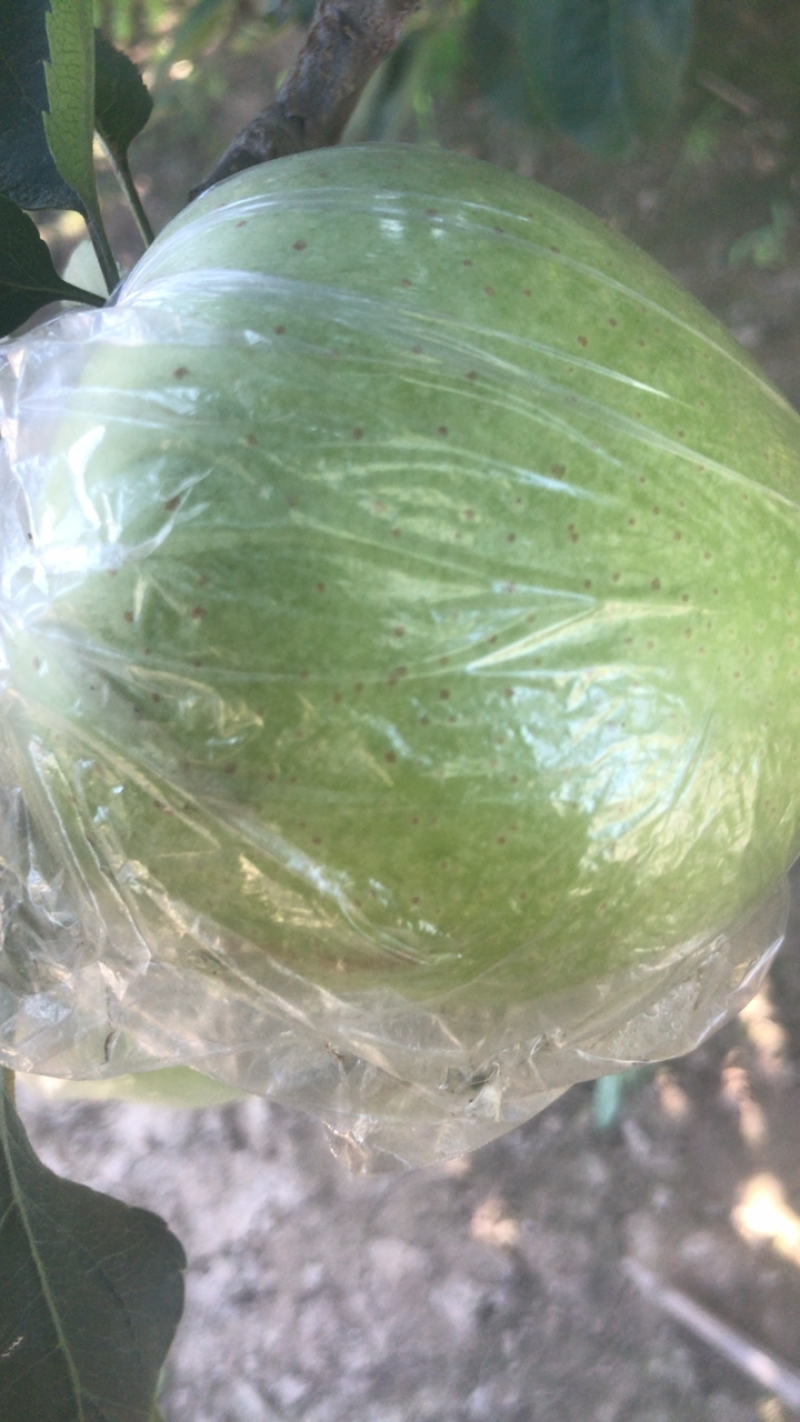 河北唐山乐亭王林苹果即将上市