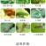 沪联虫螨腈茚虫威杀虫剂菜青虫斜纹夜蛾卷叶螟钻心虫农药