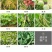 沪联虫螨腈茚虫威杀虫剂菜青虫斜纹夜蛾卷叶螟钻心虫农药