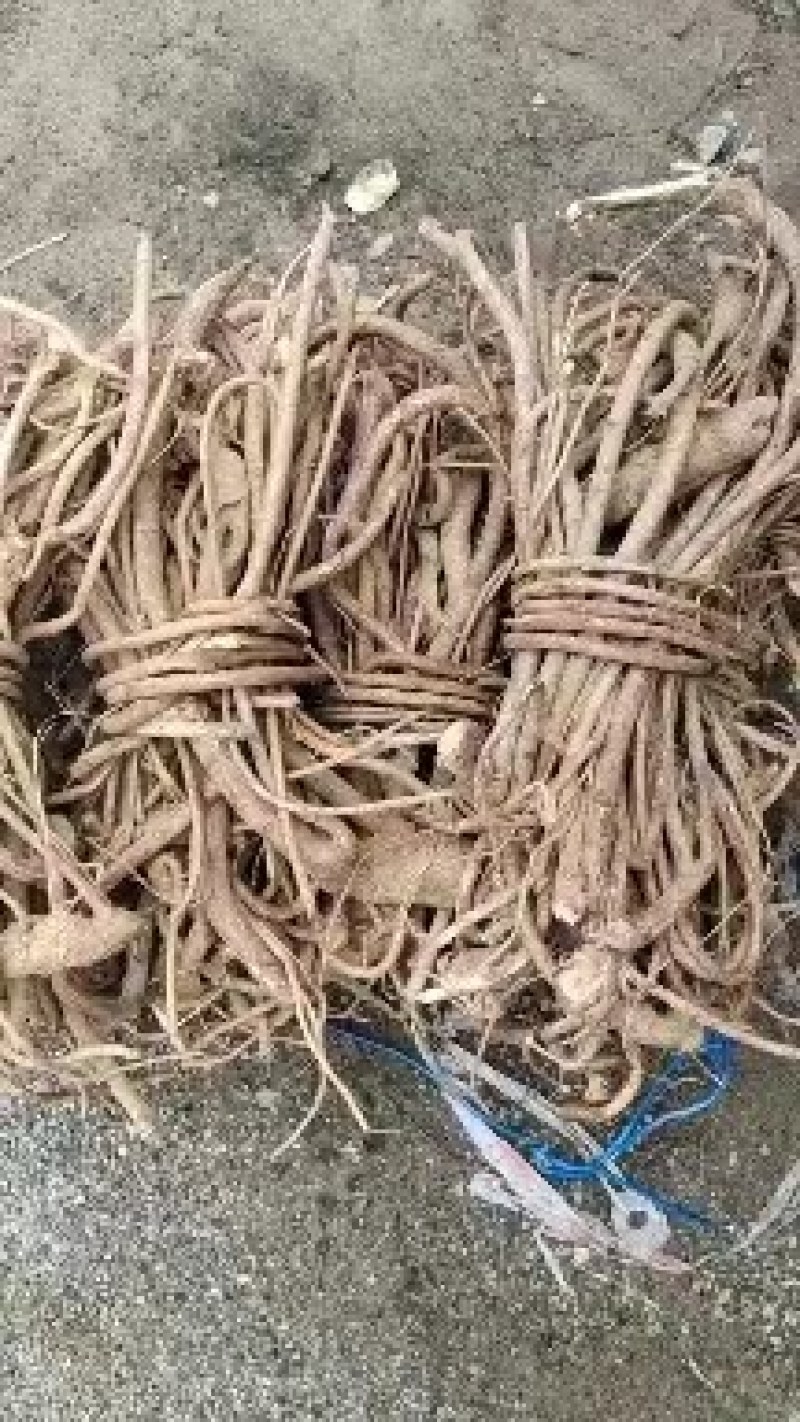 正宗野生小叶五指毛桃，可长期供应干货鲜货