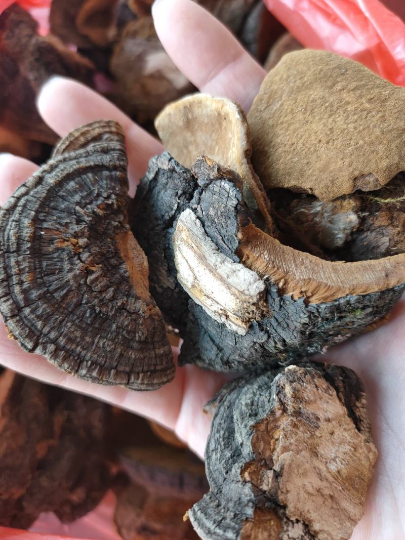 桑黄西藏东北桑黄大量供应一件代发