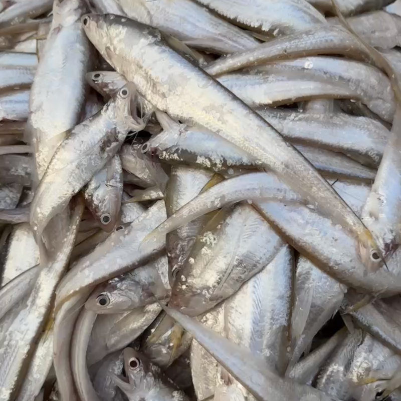 毛刀鱼刀鱼，凤尾鱼，风干鱼蓝刀鱼