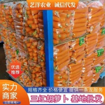 胡萝卜供应电商，档口，超市，外贸，量大从优，质量保证