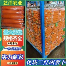 河南春季三红胡萝卜，上市了，供应电商市场，质量保证
